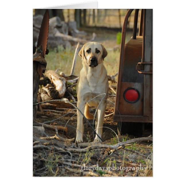 Anatolian Shepherd Dog (Vorne)