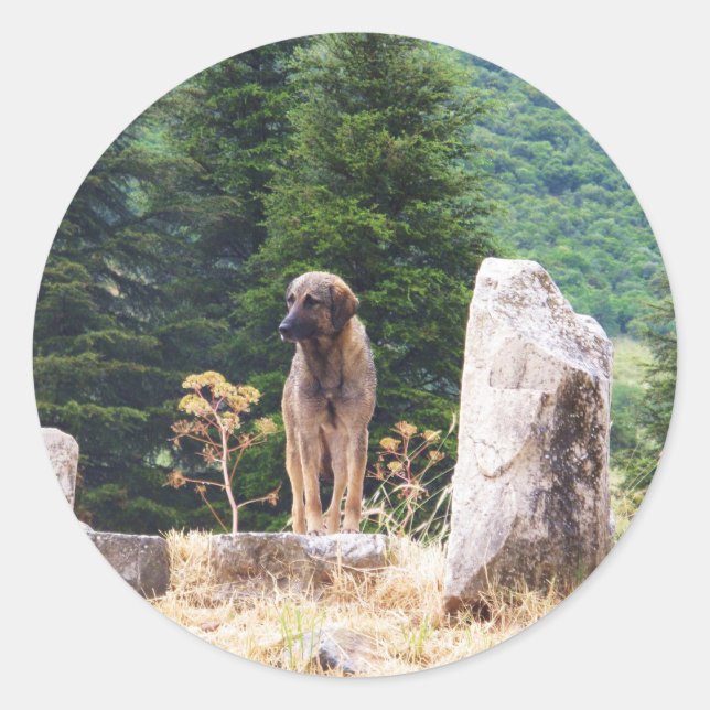 Anatolian Shepherd Dog - Ephesus, Türkei Runder Aufkleber (Vorderseite)