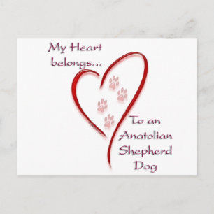 Anatolian Shepherd Dog Heart Belongs Postkarte