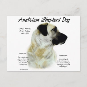 Anatolian Shepherd Dog History Postkarte