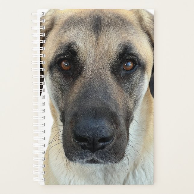 Anatolian Shepherd Dog Planner Planer (Vorderseite)