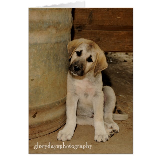 Anatolian Shepherd Puppy (Vorne)