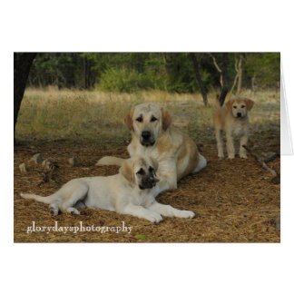 Anatolische Schäferhunde