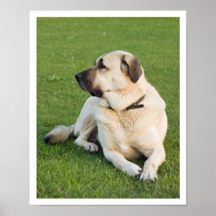 Anatolischer Hirtenhund Poster