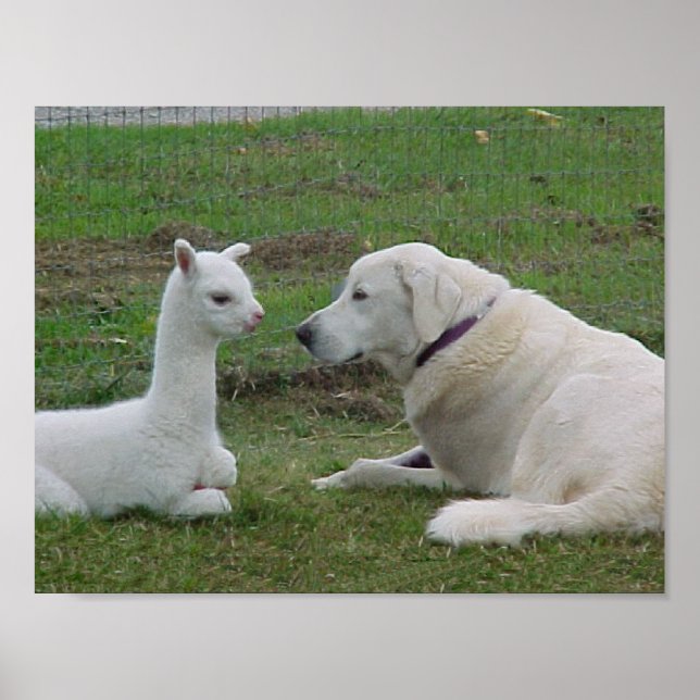 Anatolischer Schäferhund und Alpaca Cria Poster (Vorne)