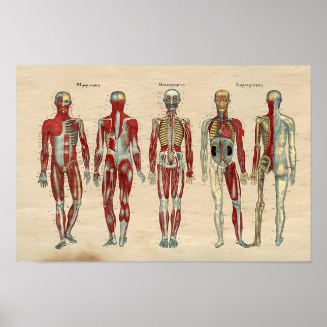 Anatomie 1841 Druckmuskeln Nerven Poster (Vorne)