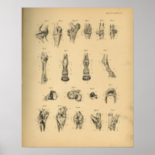 Anatomie 1908 Vintag Poster