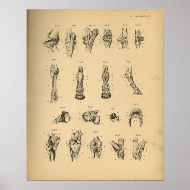 Anatomie 1908 Vintag Poster (Vorne)