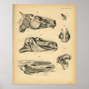 Anatomie 1908 Vintag Poster