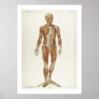 Anatomie Anterior Poster