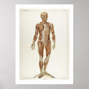Anatomie Anterior Poster