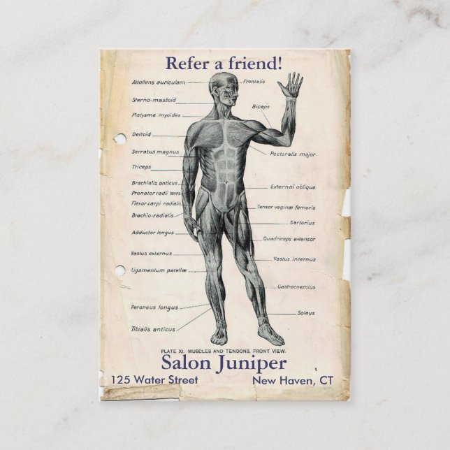 Anatomie Anteriore Vintag Zeichnend Empfehlungskarte (Vorderseite)