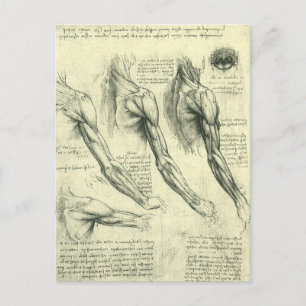 Anatomie Arm und Schulter von Leonardo da Vinci Postkarte