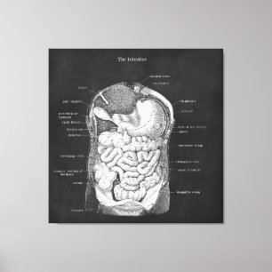 Anatomie Art Intestine Gastroenterologe Dekoration Leinwanddruck