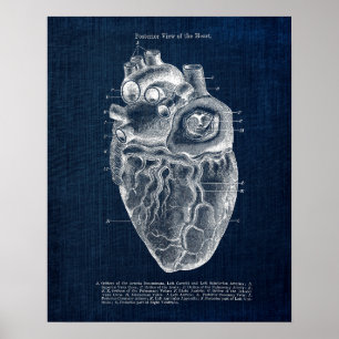 Anatomie Art Nr. 2 Posterior Ansicht of Human Hear Poster