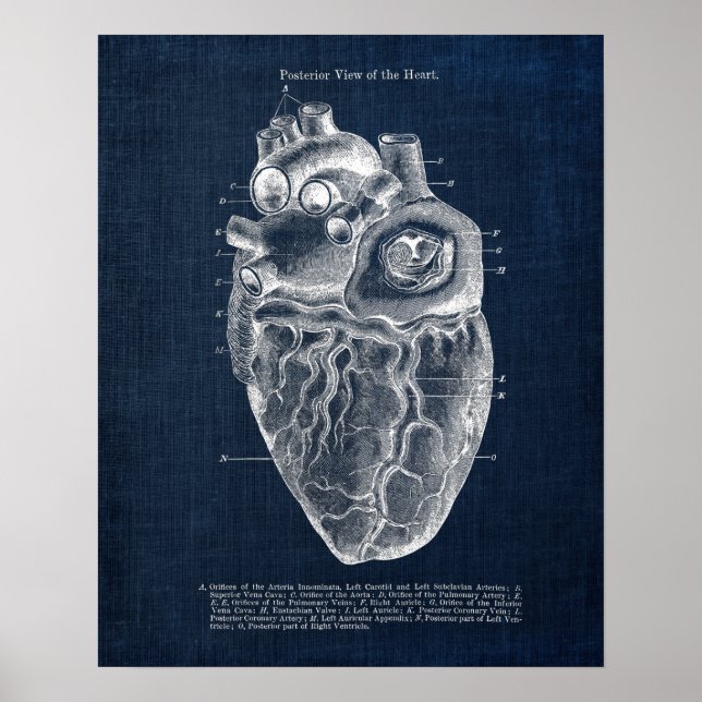 Anatomie Art Nr. 2 Posterior Ansicht of Human Hear Poster (Vorne)