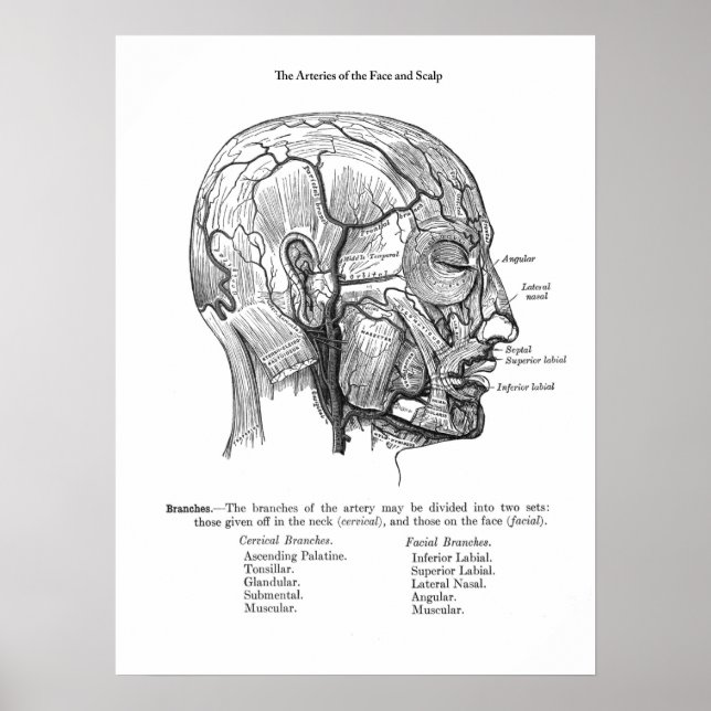 Anatomie der Blutgefäße des Menschen Poster (Vorne)