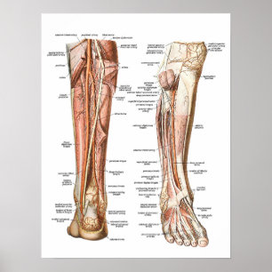 Anatomie der Füße Poster