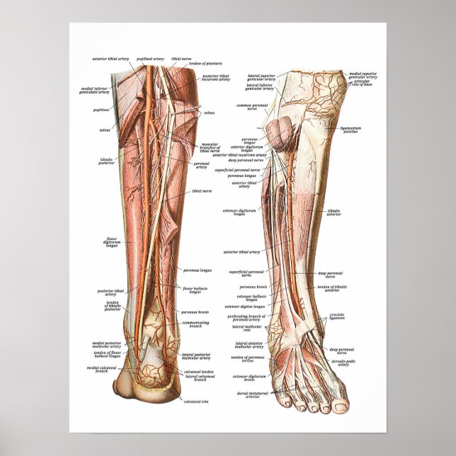 Anatomie der Füße Poster (Vorne)