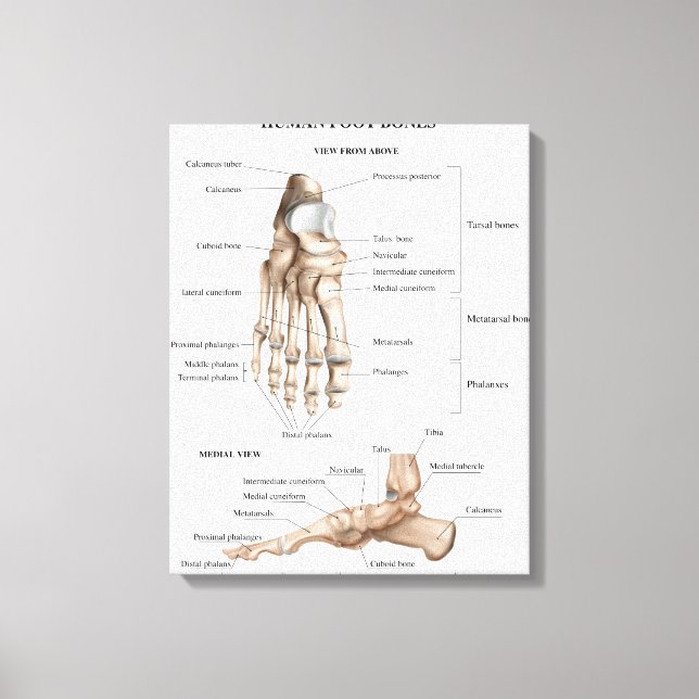 Anatomie der Fußknochen Leinwanddruck (Vorderseite)