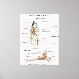 Anatomie der Fußknochen Leinwanddruck