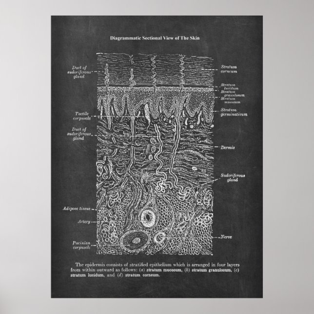 Anatomie der Geschenke des Hautdermatologen Poster (Vorne)