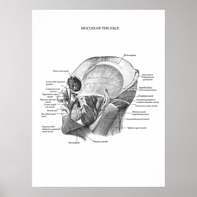 Anatomie der Gesichtsmuskeln Poster (Vorne)