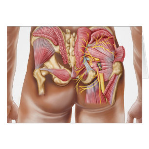 Anatomie der Glutealmuskeln in den Knöcheln