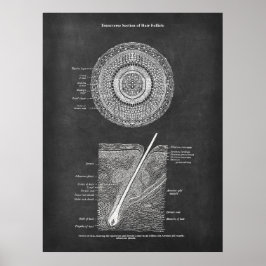 Anatomie der Haare Poster