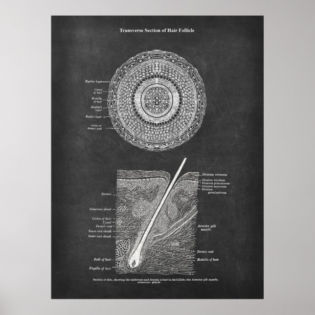 Anatomie der Haare Poster (Vorne)