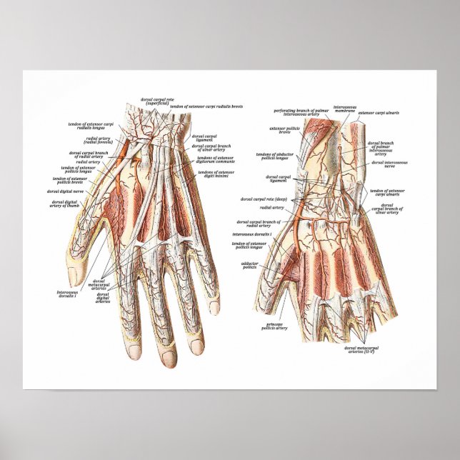 Anatomie der Hand Poster (Vorne)
