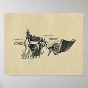 Anatomie der Kieferhöhlen des menschlichen Schädel Poster