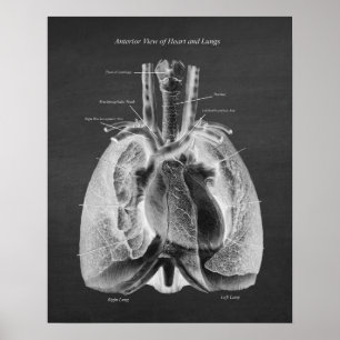 Anatomie der Lunge Herzanterieansicht Poster