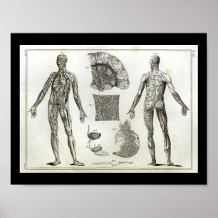 Anatomie der menschlichen Arterien Vintage-Druck Poster