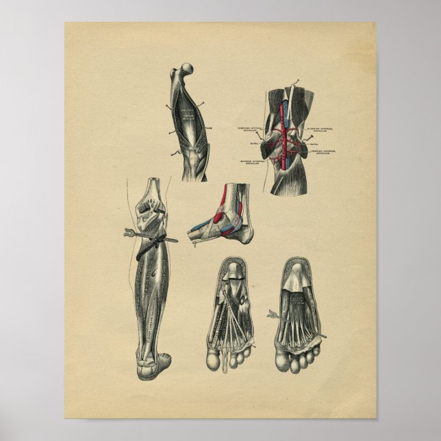 Anatomie der menschlichen Foot Leg 1902 Vintag Poster (Vorne)