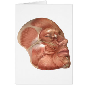 Anatomie der menschlichen Gesichtsmuskeln