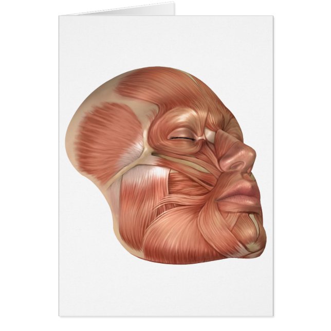 Anatomie der menschlichen Gesichtsmuskeln (Vorne)