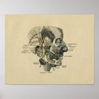 Anatomie der menschlichen Gesichtsnerven 1902 Vint