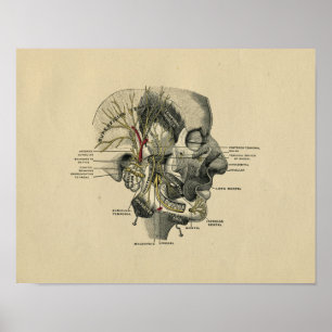 Anatomie der menschlichen Gesichtsnerven 1902 Vint Poster