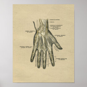Anatomie der menschlichen Hand 1902 Vintage-Druck Poster