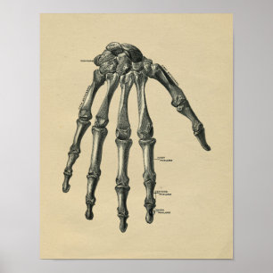 Anatomie der menschlichen Hand 1902 Vintage-Druck Poster