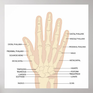 Anatomie der menschlichen Hand Poster