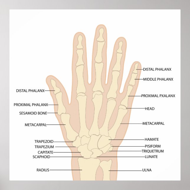 Anatomie der menschlichen Hand Poster (Vorne)