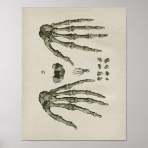 Anatomie der menschlichen Handknochen Vintag Poster