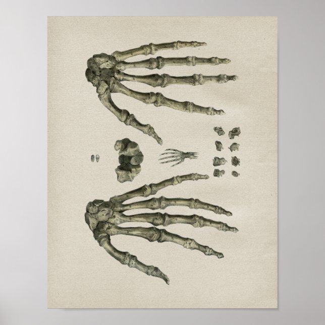Anatomie der menschlichen Handknochen Vintag Poster (Vorne)