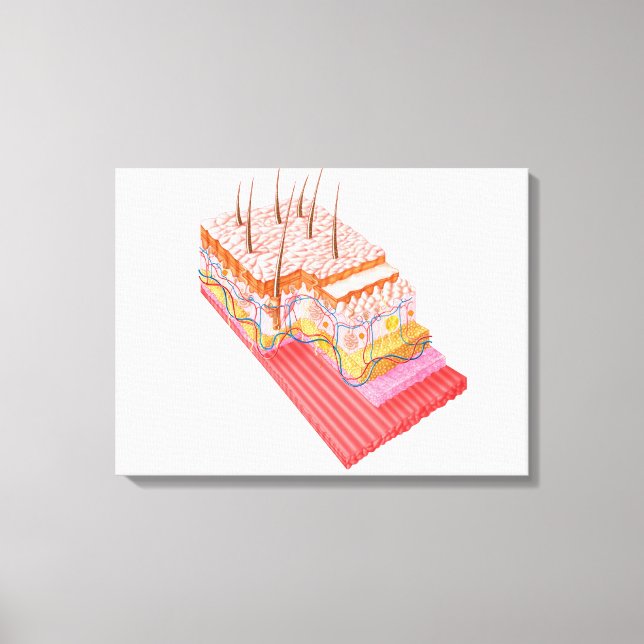 Anatomie der menschlichen Haut Leinwanddruck (Vorderseite)