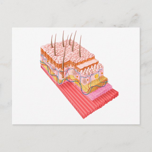 Anatomie der menschlichen Haut Postkarte (Vorderseite)