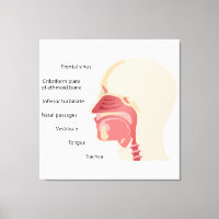 Anatomie der menschlichen Nase