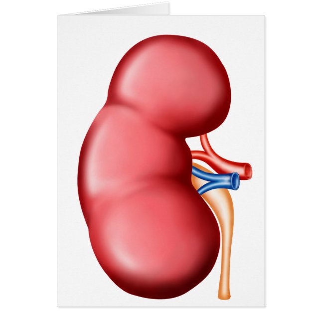 Anatomie der menschlichen Niere (Vorne)