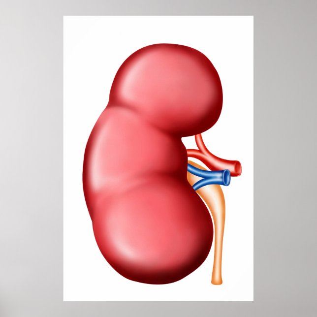 Anatomie der menschlichen Niere Poster (Vorne)